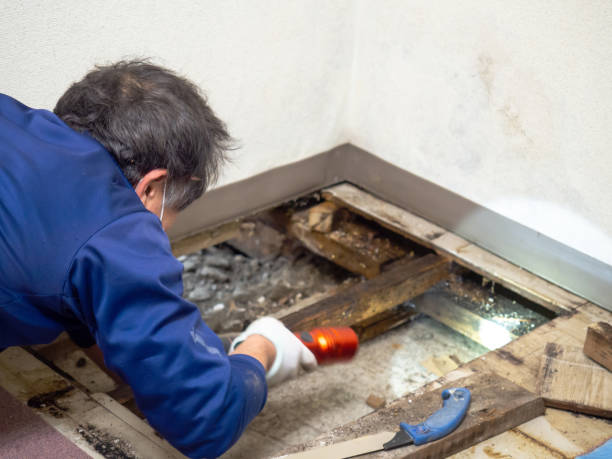 Best Best Mold Removal Companies  in Southern Pines, NC