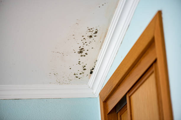 Best Fast Mold Removal  in Southern Pines, NC