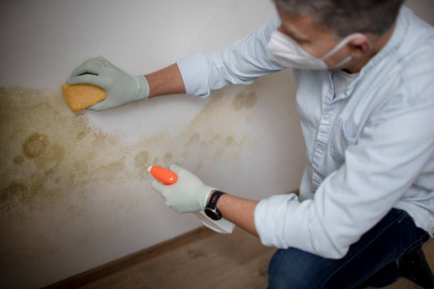 Best Local Mold Removal Service  in Southern Pines, NC