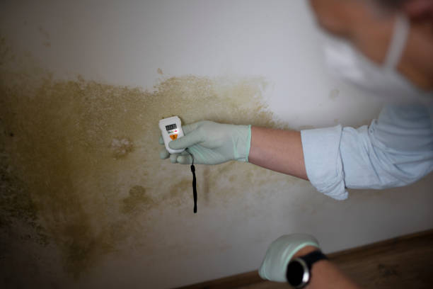 Best Attic Mold Removal  in Southern Pines, NC
