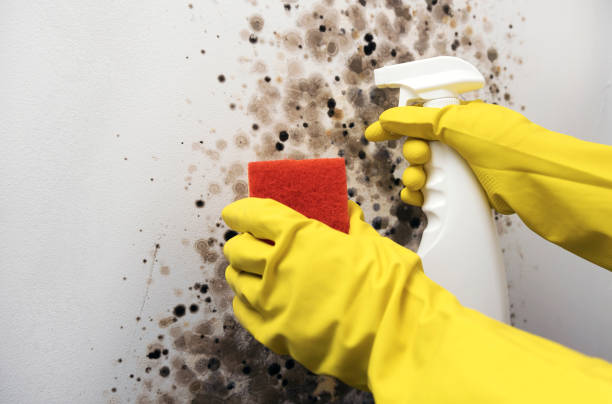 Best Crawl Space Mold Removal  in Southern Pines, NC